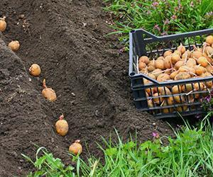 Plantation en tranchée de pommes de terre