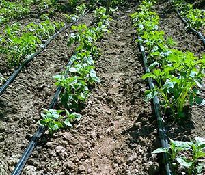 Irrigation goutte à goutte des pommes de terre