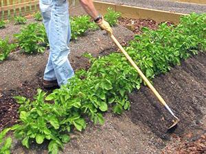Planter des pommes de terre avec une houe