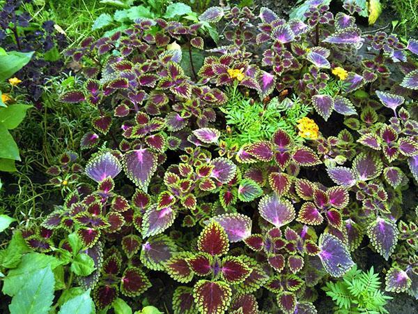 Aménagement de jardin de coleus