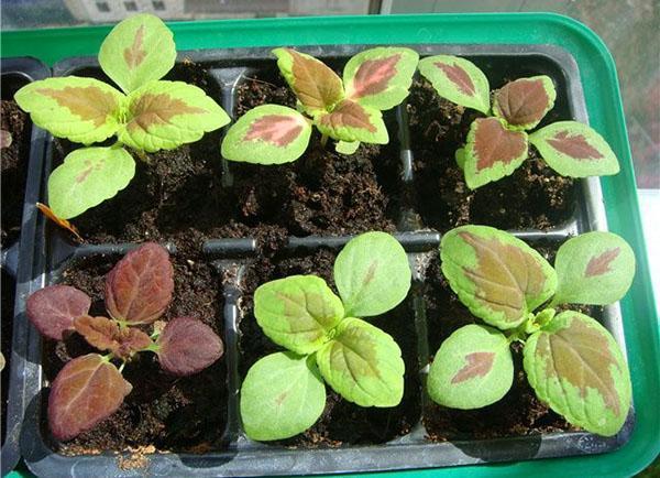 Semis de Coleus