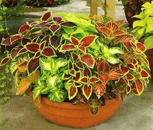 Différentes variétés de coleus dans un pot