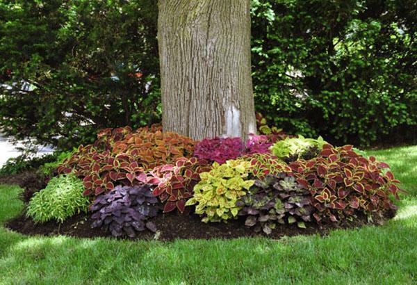 Coleus dans la conception de jardin