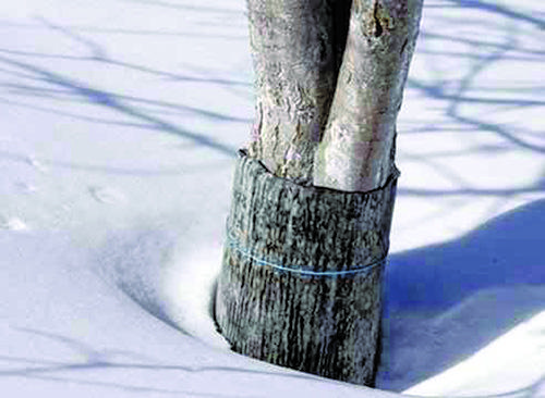 Protección invernal de manzanos