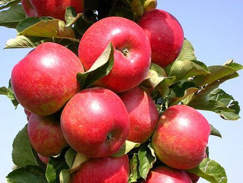 Il est temps d'essayer les pommes pour la maturité