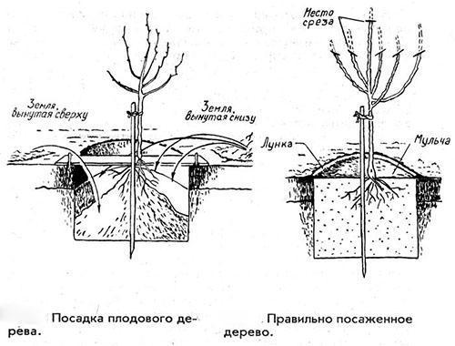 Schéma de plantation et de taille d'un pommier