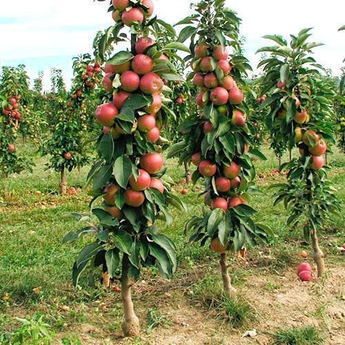 Jardín cuidado de manzanos columnares