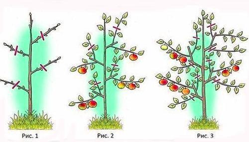 Esquema de poda de manzana columnar