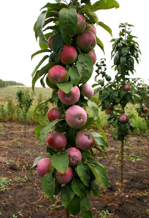 Deliciosas manzanas dulces