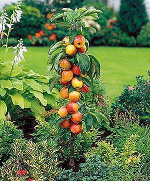 Pommier colonnaire dans votre jardin