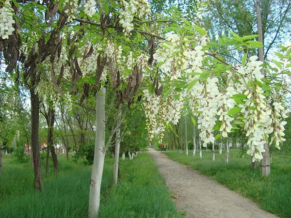 acacia blanca en el área del parque