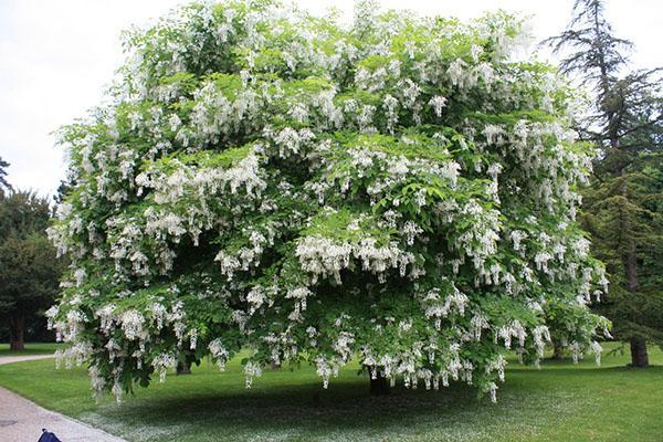 árbol de acacia maduro