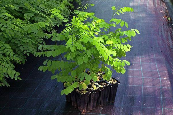 plántulas de acacia blanca
