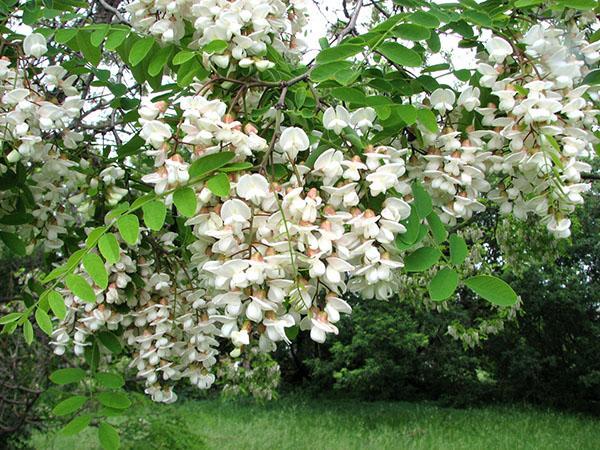 cuidado de la acacia blanca