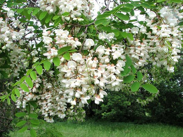 entretien acacia blanc