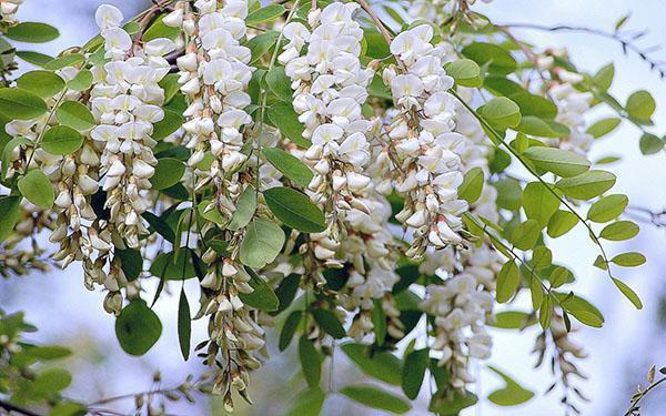 la acacia blanca florece exuberantemente