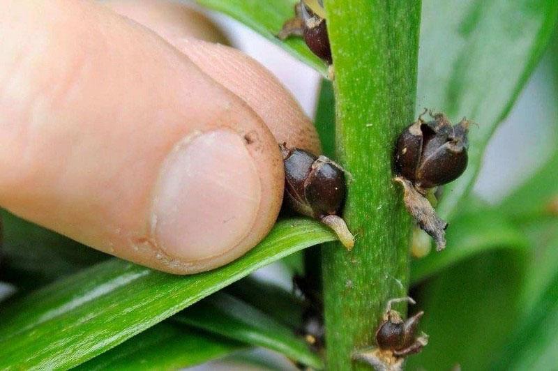 propagación por bulbos de tallo