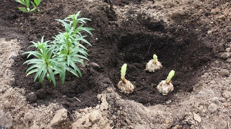 elegir un sitio de plantación de lirios