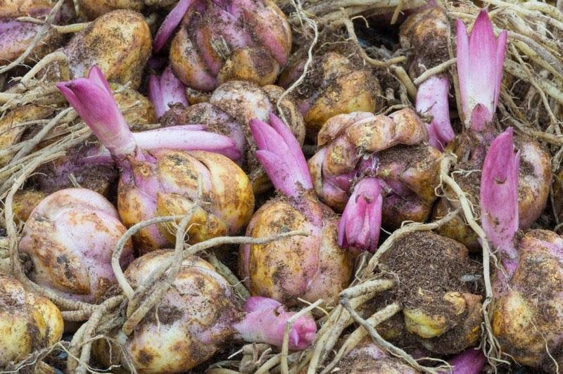 preparación de bulbos de lirio para plantar