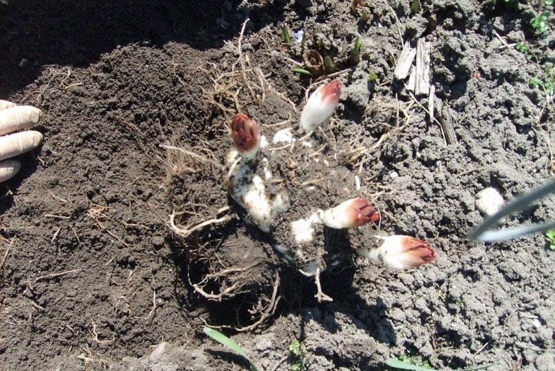 plantar y cuidar un lirio en campo abierto en verano