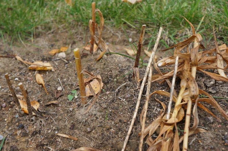 poda de lirios después de la floración