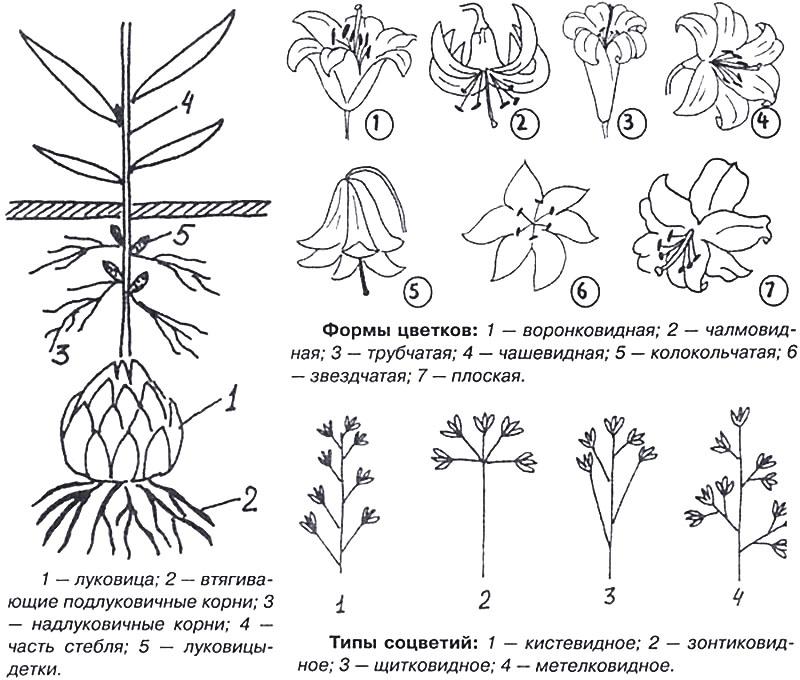 formas de flor de lirio