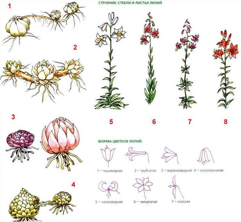 estructura de lirios de diferentes variedades.
