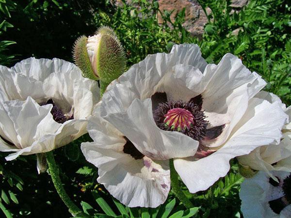 Poppy East Perris Blanc