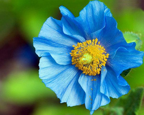 Coquelicot oriental Blue Moon