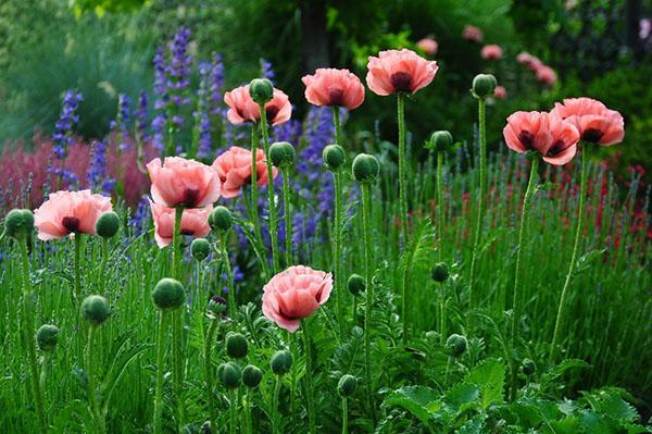 Coquelicot oriental Kleine Tangerin