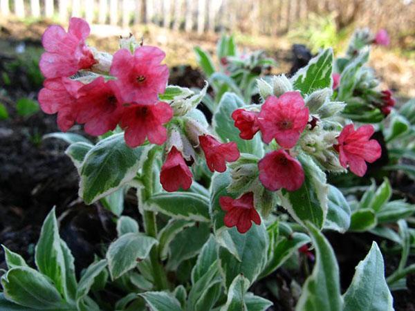 pulmonaria roja