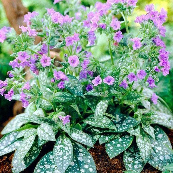 pulmonaria majestuoso