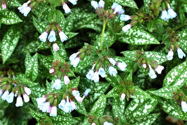 Deopard de pulmonaria