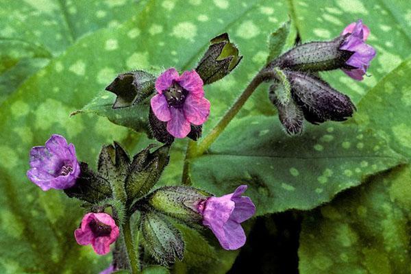 cultivo de pulmonaria en el jardín