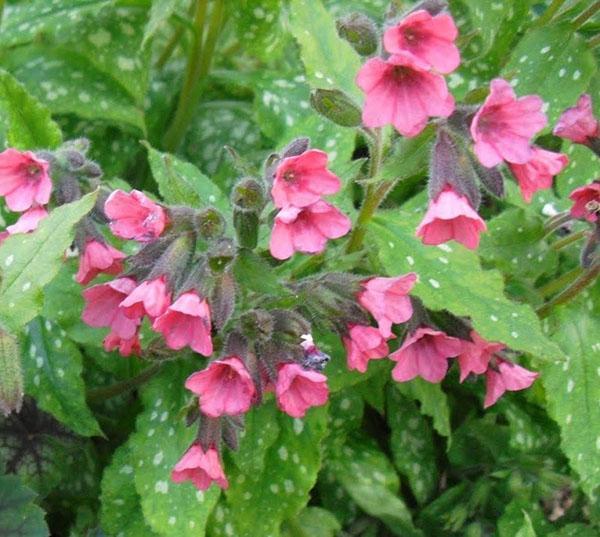 Dora Barnsfield pulmonaria