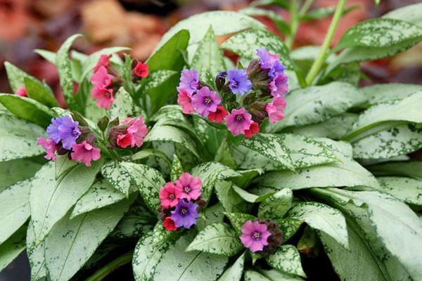 variedades de pulmonaria Argenta Group