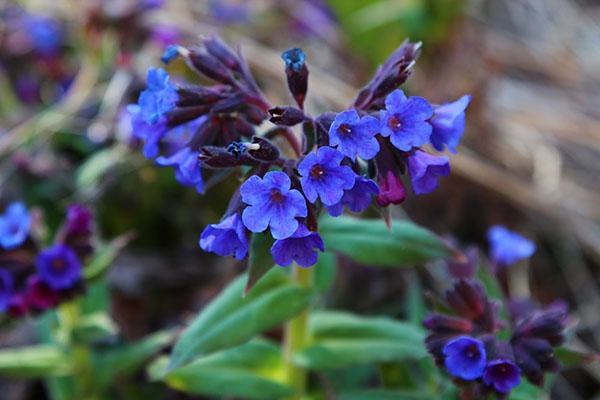 Plantación y cuidado de la pulmonaria decorativa.