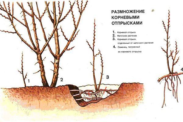 reproducción por chupones de raíces