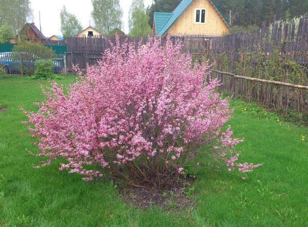 cultivo en una casa de verano