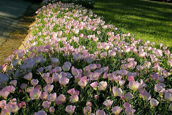 macizo de flores con onagra