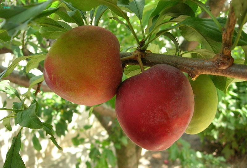 la dulce y jugosa fruta del sharafuga