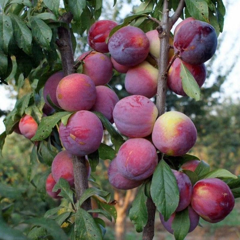 plantar y cuidar el árbol sharafuga