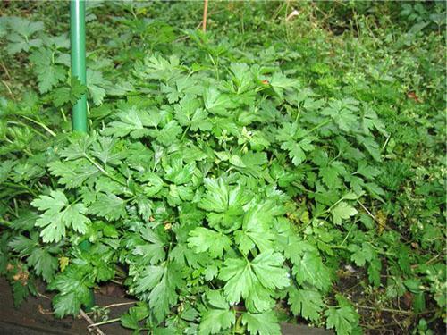 Herbes épicées prêtes à être récoltées