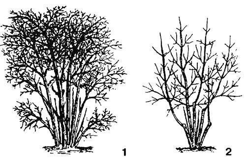 Rajeunissement du vieux buisson