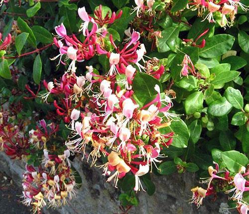 Floración abundante de madreselva en un lugar soleado