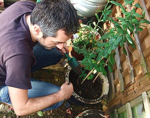 Cuidado de las plántulas de madreselva
