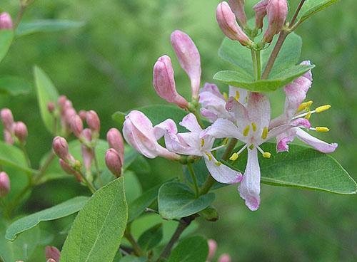 Floración de un arbusto joven de madreselva