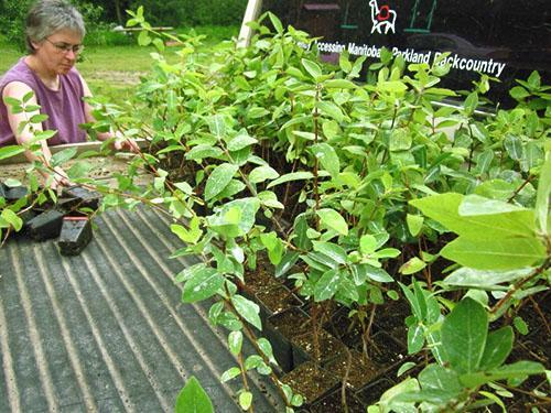 Le matériel de plantation est prêt à être planté en pleine terre