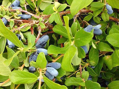 Después de cosechar los frutos, comienzan a podar.
