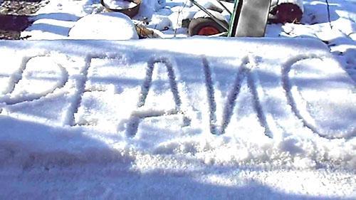 Rábano de jardín cubierto de nieve